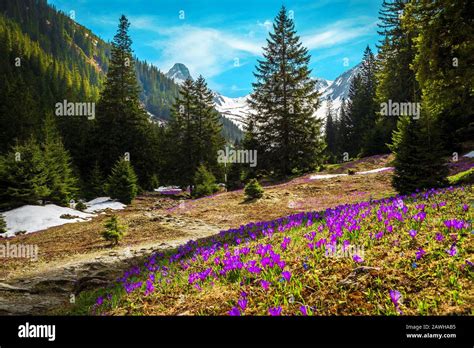 Stunning Alpine Spring Landscape Wonderful Forest Glade With Fresh