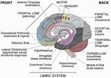 Part Of Brain That Affects Balance