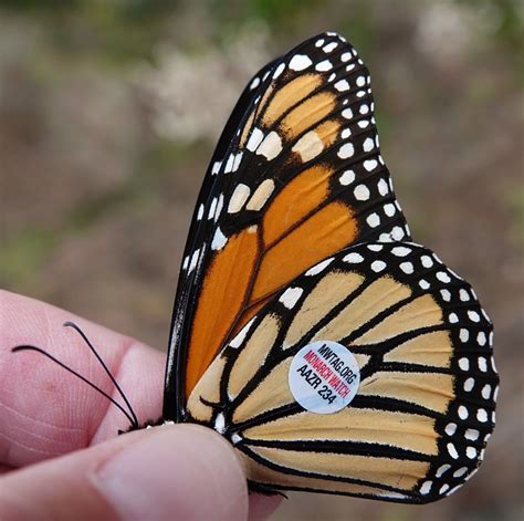 Tagging Monarch Butterflies Butterfly Lady