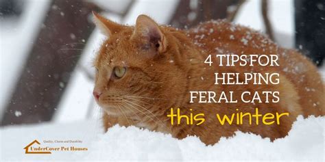 4 Tips For Helping Feral Cats This Winter Feral Cats
