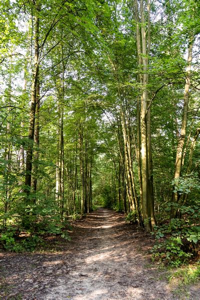 Summer Forest Walkway 2 Free Stock Photos Rgbstock Free Stock