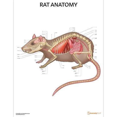 Rat Dissection Organs Labeled