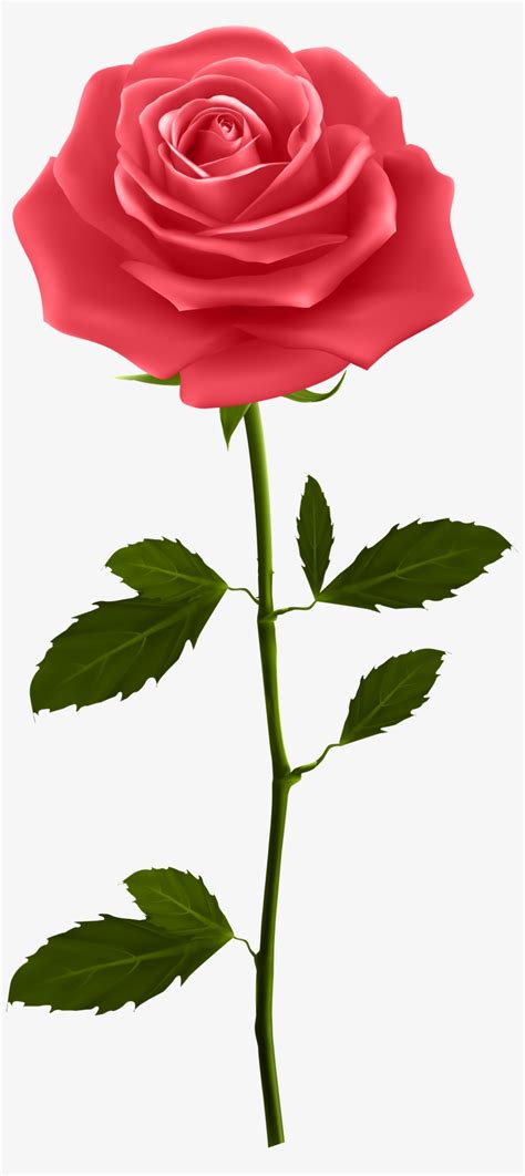 Red Rose With Stem Png Clip Art Red Rose With Stem Transparent Png X Free Download