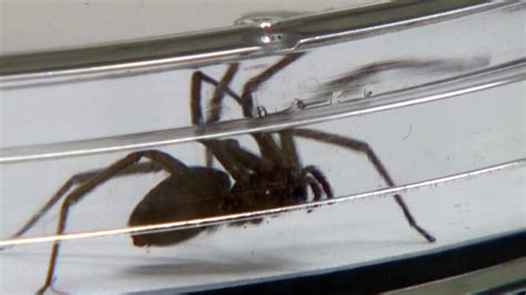 Home Infested With 5000 Brown Recluse Spiders In Missouri Ktla