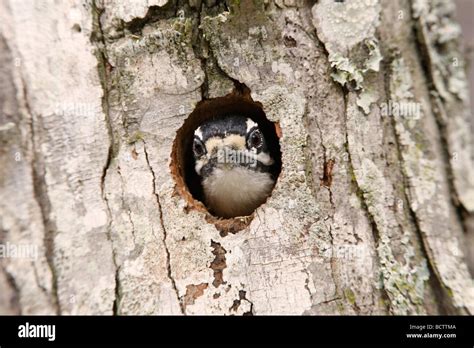 Downy Woodpecker In Nest Cavity Stock Photo Alamy