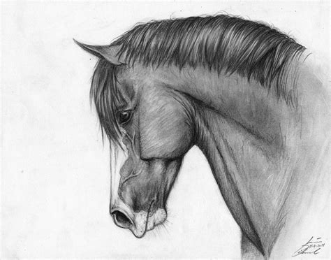 Horsedrawing Horse Drawing Horse Drawings Animal Drawings