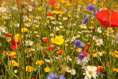 The Benefits Of Sowing Wildflower Seeds In Your Garden