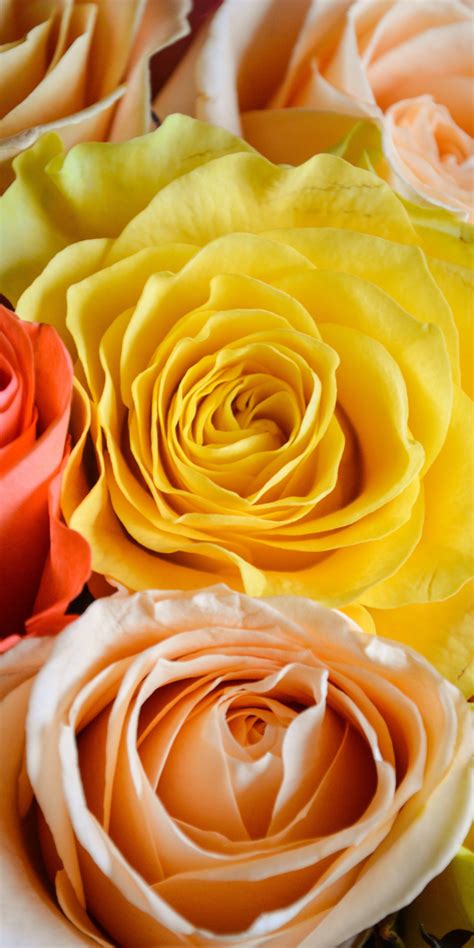 Download Wallpaper 1080x2160 Roses Bouquet Flowers Honor 7x Honor 9