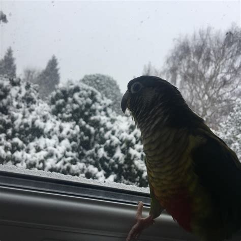 My Pretty Girl Watching The Snow Parrots