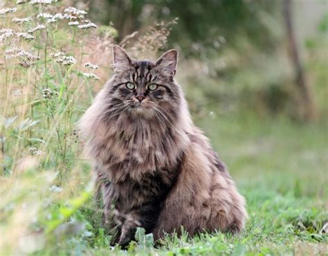 Top Long Haired Cat Breeds With Pictures