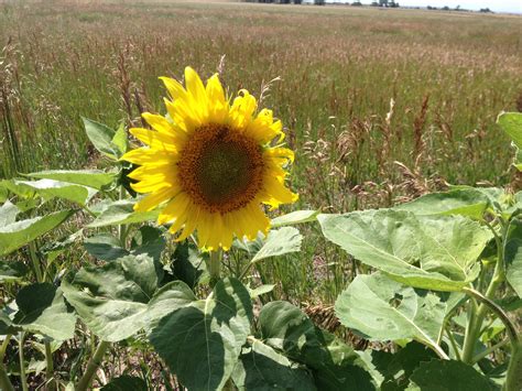 Cover Crops On Swale Including Sunflowers Regen Farms