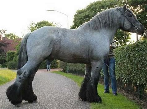 Top 5 Largest Horse Breeds In The World Horses Spirit Big