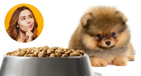 Choosing the best food for your puppy is one of the most important decisions you can make. Best Food for Pomeranian Puppy Dogs - What To Feed Your ...