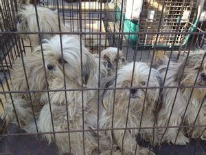 Puppy mill rescue repays his human with love. 350 dogs rescued from Michigan puppy mill - Dogtime