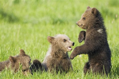 European Brown Bear Cubs Playing Ursus Arctos Close Up Stockphoto