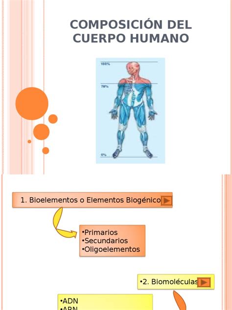 Composicion Del Cuerpo Humano Biomoléculas Organismos