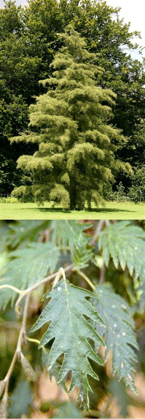 Alnus Glutinosa Imperialis Et Laciniata Aulne Glutineux Laciniata