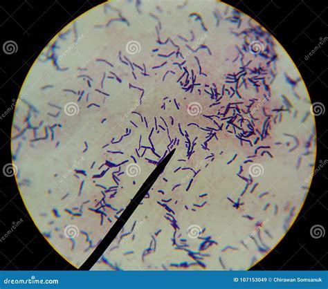 Microscopic Bacteria
