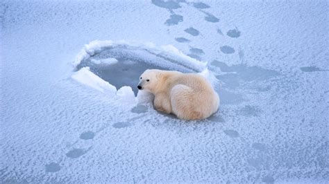 Polar Bear Photos Stunning Shots Capture Earths Icons Of Climate
