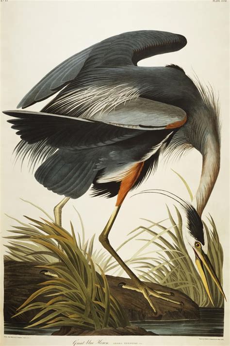Great Blue Heron Vintage Bird Illustration Print Wall Art By John James