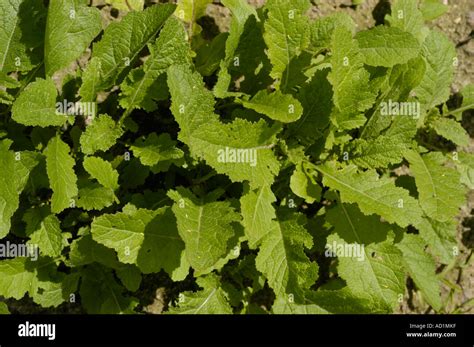 Black Mustard Plant Brassicaceae Brassica Nigra Europe Asia Stock Photo