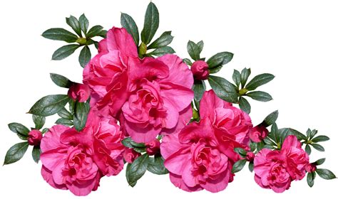 Découvrir 100 kuva azaleias flores fotos Thptnganamst edu vn