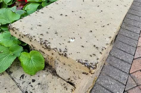 Flying Ants Invade Leeds Homes As Flying Ant Day Swarms Finally Explode