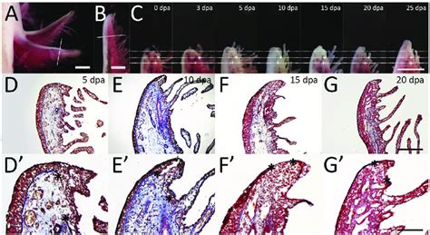 Denervation In Axolotl Gill Regeneration A B Intact Gills The