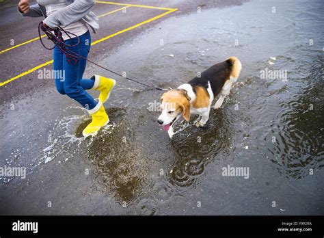 Couple Walk Dog In Rain Details Of Wellies Splashing In Puddles Stock