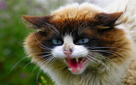 Muy Angry Cat Hd Desktop Wallpaper Widescreen Alta Definición