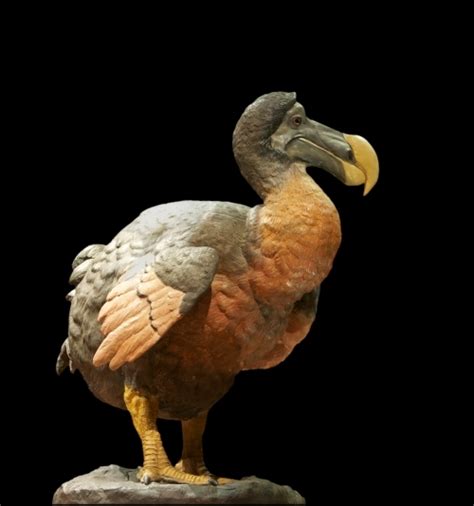 Dodo Extinct Bird Wander Lord