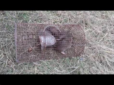 We did not find results for: Comment tuer un rat fruitier - taupier sur la France