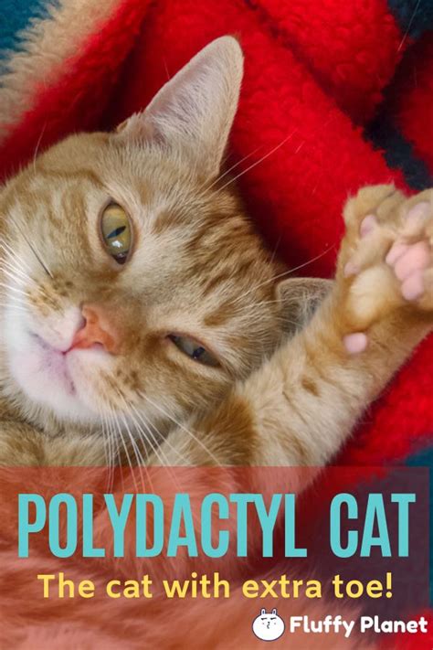 Breeders often call this the glitter effect. Do Polydactyl Bengal Cats have Extra Thumb? | Polydactyl ...