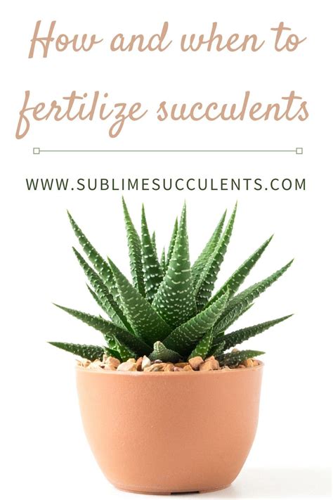 How And When To Fertilize Succulents Succulent Fertilizer Succulents