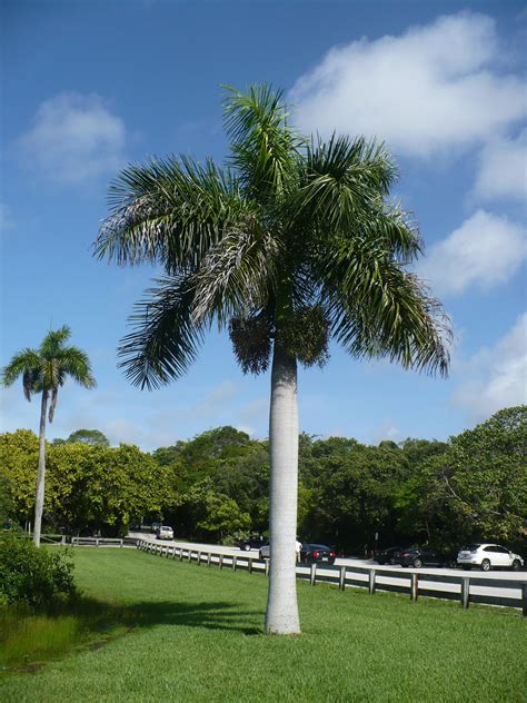 Royal Palm Tree Seeds For Planting 10 Seeds Roystonea Regia
