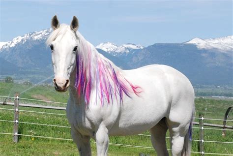 Colorful Manes And Tails High Fashion Has Once Again Entered The