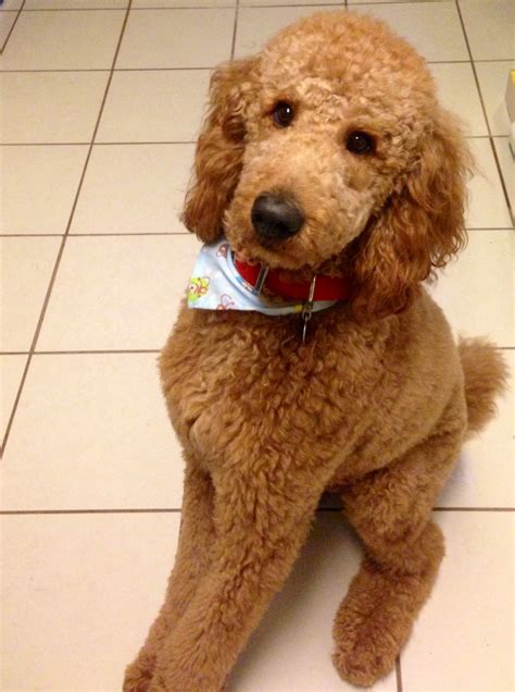 Explore lucky3110's photos on flickr. Poodle Doodle Keto : Low Carb Poodle Doodles (THM-S, Sugar ...