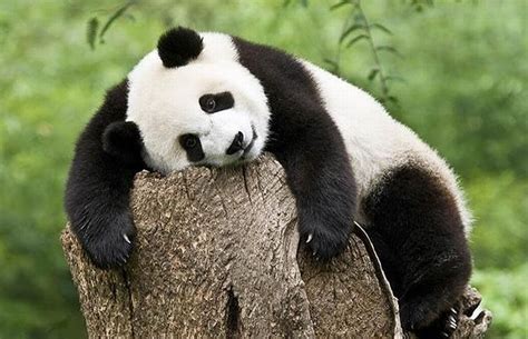 Draw A Blank Tired Panda