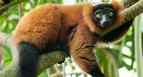 Endangered lemurs illegally kept as pets threaten species ...