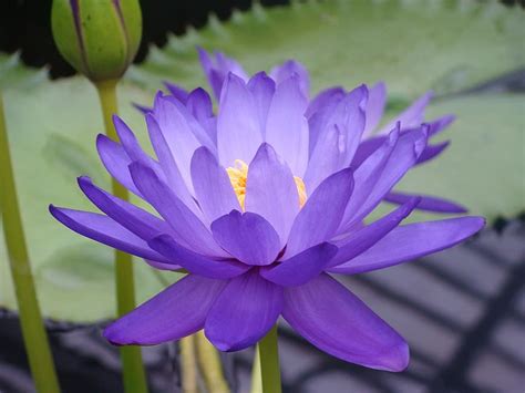 Water Lily Nymphea Lotus Blue Lotus Nympheaceae Careulea Flower