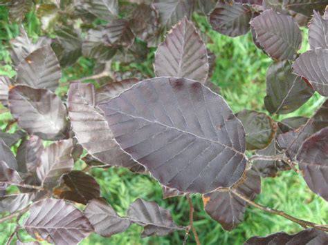 Purple Beech Leaves Kleckner Oasis