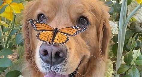 Adorable Golden Retriever Has Butterfly On Its Nose