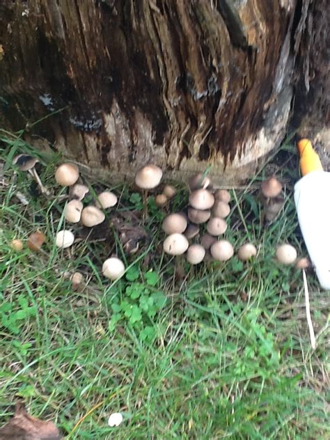 Need Help Identifying Mushrooms Mushroom Hunting And