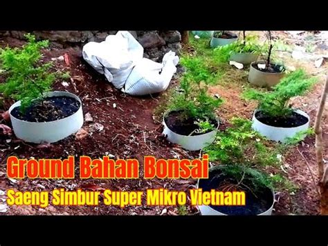 Ground Bahan Bonsai Saeng Simbur Super Mikro Vietnam Youtube