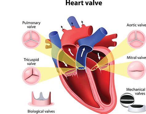 Heart Valve Stock Photos Pictures And Royalty Free Images Istock