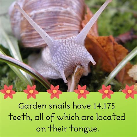 Maybe you would like to learn more about one of these? Cool snail fact | Snails in garden