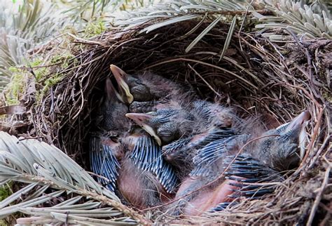 Free Photo Spring Blackbird Nest Birds Nest Blackbird Nest Bird