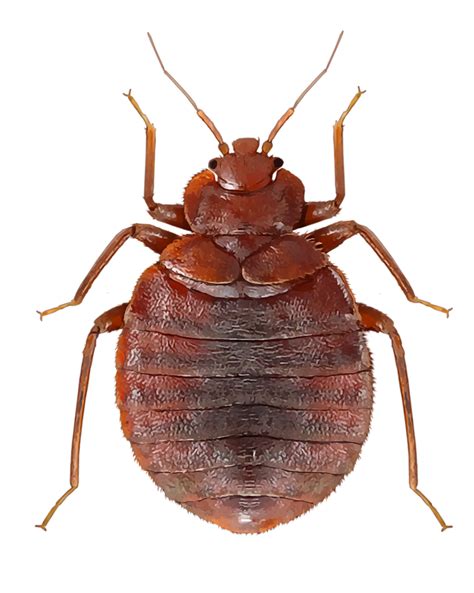 bed bug png png image collection