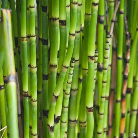 Horsetail Reed — Green Acres Nursery And Supply