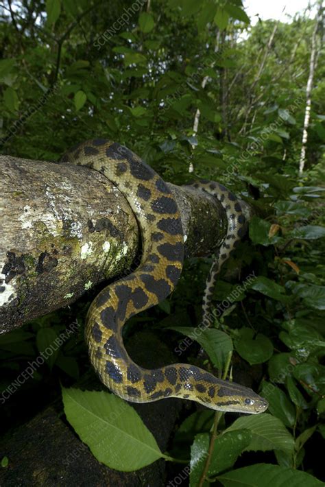 Dark Spotted Anaconda French Guiana Stock Image C0410850 Science